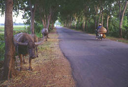 CowsCountryRoad.jpg (15367 bytes)