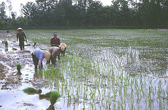 RiceField.jpg (36244 bytes)